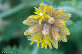 Image result for Blotiella sinuata