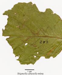 Image result for Stigmella alnetella