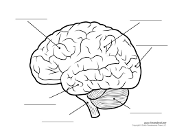 This entry was posted in anatomy by admin. Human Brain Diagram Labeled Unlabled And Blank Anatomy And 804595 Png Images Pngio