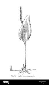 Image result for Ophioglossum vulgatum