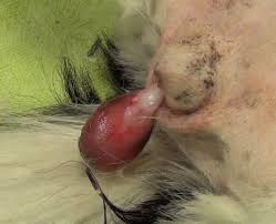 Vaginal Hyperplasia In Dogs Vetgirl Veterinary Ce Blog Over 370,315 dog posts sorted by time, relevancy, and popularity. vaginal hyperplasia in dogs vetgirl