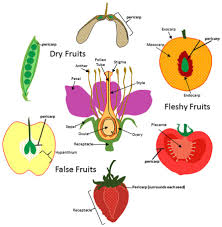 Fpls 05 00284 G001 Jpg 892 914 Biology Plants Biology Plant Science