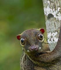 Colugos Or Snapshot Of Life In A Snuggie Rare Animals Animals Beautiful Flying Lemur