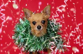 La nuova delicatissima canzone dei cani della biscia. Le 10 Foto Piu Belle Dei Cani Di Natale Amici Di Casa