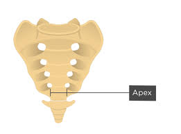 Sacrum And Coccyx Anatomy