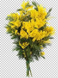 Acacia Dealbata Mimosa Flower Acacia Baileyana Png Clipart Acacia Acacia Baileyana Acacia Dealbata Art Black Locust
