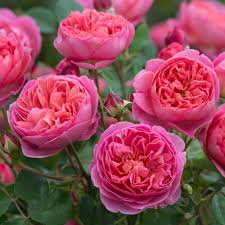 We did not find results for: 4w Rose