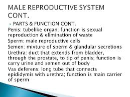 Glands located underneath on either side of the prostate gland in males that secrete fluid that becomes part of semen. Male Female Reproductive Systems Ppt Video Online Download
