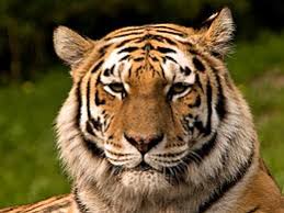 Töltsd le ezt a szabadon felhasználható képet a tigris fehér állatkert témakörben, a pixabay szabadfelhasználású képektől és videóktól roskadozó könyvtárából. Sziberiai Tigris Wikipedia