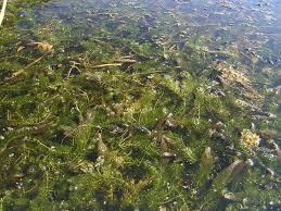 Image result for Ceratophyllum demersum