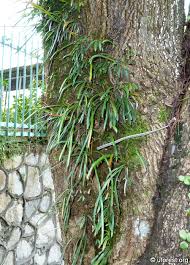 Image result for Vittaria