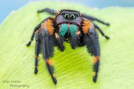 We did not find results for: Canopy Jumping Spider Phidippus Otiosus Inaturalist
