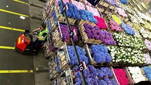 The aalsmeer flower auction or bloemenveiling aalsmeer in dutch, takes place in the town of aalsmeer in north holland near amsterdam schiphol airport, and is by far the busiest and largest. Aalsmeer Royal Holland Flower Auction By Iskamdaletya Youtube
