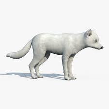 Arctic Fox 3d Model Arctic Fox Animals 3d Model