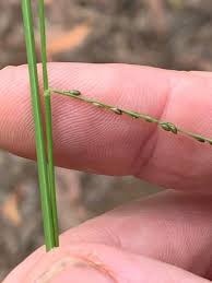 Image result for Digitaria velutina