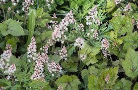 Image result for Hartliella