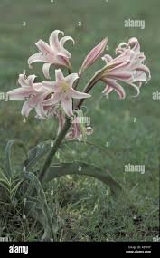 Image result for Crinum macowanii