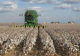 Usda Approves Edible Cotton While Farmers Have The Green Light To Grow The Genetically Engineered Plant Fda Approval Is S Sustainability Big Oil Grow System