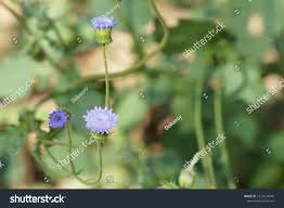 Image result for Crassocephalum rubens