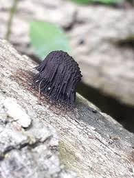 Image result for Stemonitis splendens