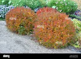 Image result for Spiraea japonica ´Little Princess