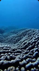 Image result for Pavonia clathrata