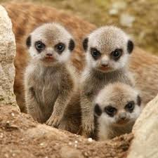 France 2 en streaming accessible gratuitement sans vpn ni inscription! Bebes Suricate Photos Bebe Animaux Bebes Animaux Mignons Animaux Les Plus Mignons