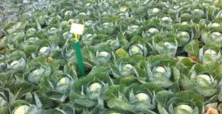 Aceasta se face prin ruperea tuturor creşterilor laterale de la subsuoara. Cultivarea Verzei Pentru Varza Extratimpurie Si Timpurie Blog Ul Seminteplante Ro