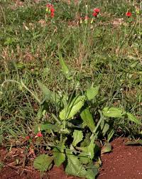 Image result for Emilia discifolia