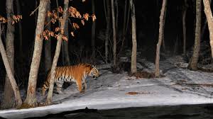 Its range covers about 1,000 kilometers from south to north in the russian far east, including the territory of primorye, south of the amur river and in the krai region of khabarovsk. Male Siberian Tiger Size Weight Aggression Mortality Siberian Tiger