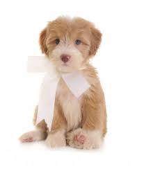 Maybe you would like to learn more about one of these? Prices Teddybear Schnoodles Puppies And Kitties Schnoodle Puppies For Sale Cute Dogs