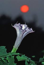 Image result for Datura