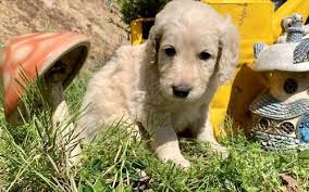 The goldendoodle is a result of breeding a golden retriever and a poodle together. Goldendoodle Pets And Animals For Sale North Carolina