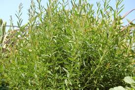 Image result for Heimia salicifolia