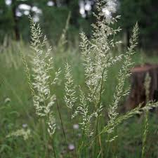 Image result for Mellera lobulata