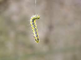 Traitement des insectes pyrale du buis solabiol, pour haies, 15g. Pyrale Du Buis La Solution Naturelle Choc Pour S En Debarrasser Efficacement Diy Osez Planter Ca Pousse