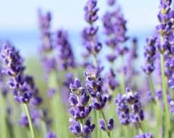 225 English Lavender Seeds, Lavandula Angustifolia, Vera Lavender,  Perennial Herb, Edible Flowers, Great for Tea or Essential Oil