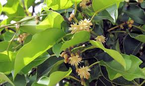 Image result for Mimusops elengi