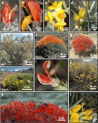 Image result for Argyrolobium macrophyllum