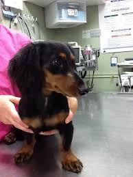 Try the craigslist app » android ios cl augusta augusta albany, ga asheville athens, ga atlanta auburn boone brunswick, ga charleston charlotte chattanooga columbia columbus, ga fayetteville, nc florence, sc greensboro greenville hickory hilton head jacksonville, fl knoxville lake city macon myrtle beach northwest ga savannah statesboro tri. Toledo Craigslist Pets