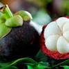 Buah manggis merupakan jenis tanaman obat yang biasa digunakan oleh masyarakat untuk pengobatan tradisional. 1