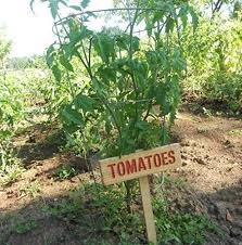 Great tips for staking tomatoes #tomatogrowingtips. Amazon Com Tomatoes Garden Stake Plant Marker Cedar Wood Routed Natural Organic Carved Handmade Gardener Gift For Father S Day Healthy Living Hand Painted Letters Wood Grain Outdoor Safe Oil Sealed Oregon Lumber Handmade