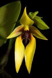 Image result for Bulbophyllum comatum
