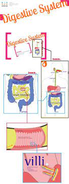 Use This Tpt Product To Teach The Digestive System Digestive Tract Mechanical And Chemical D Teaching Biology Teachers Pay Teachers Science Secondary Science