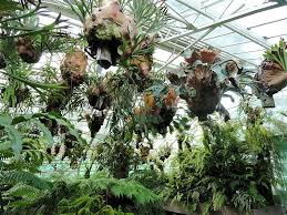 File Platycerium Alcicorne Botanischer Garten Munchen Nymphenburg Dsc08188 Jpg Pretty Plants Plants Nature