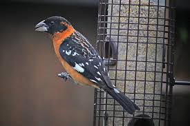 Big grey bird with red head. Backyard Bird Identification Sparrows And Finches