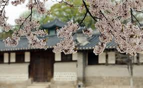 Cheribeulloseom, 체리블라썸, cheribeullasseom , south korean: The Most Beautiful Places To See Cherry Blossoms In South Korea
