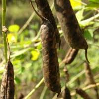 Image result for Crotalaria laburnifolia