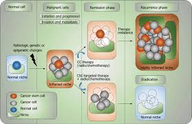 However, one problem with cancer is that you can rarely describe it as cured. Complex Organization Of Cancer Initiation Progress Remission And Download Scientific Diagram