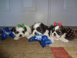 Up to date with all age appropriate immunizations. Imperial Shih Tzu For Sale In Miami Florida Classified Americanlisted Com